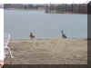 13.19.56pm-geese leaving the beach.jpg (152779 bytes)